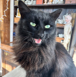 Black cat with a fluffy coat sitting on a surface indoors.